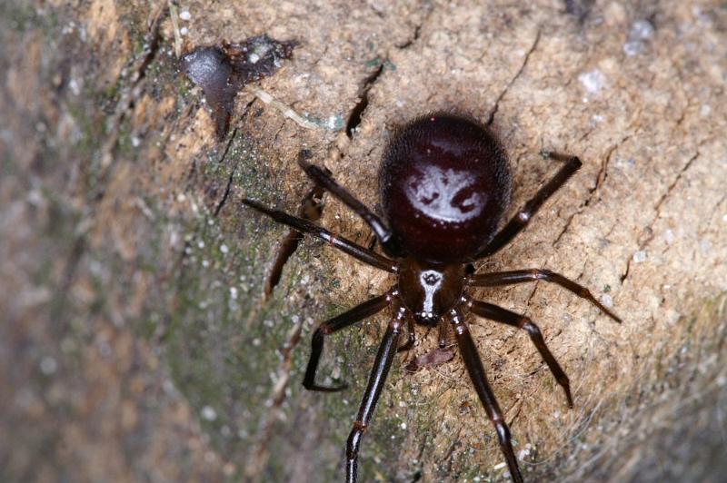 Steatoda_grossa_D4217_Z_85_Badhoevedorp_Nederland.jpg