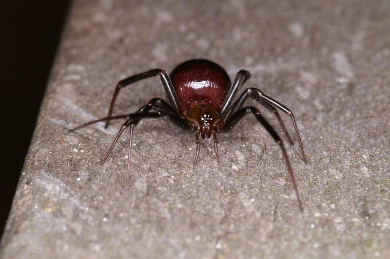 Steatoda_grossa_D4218_Z_85_Badhoevedorp_Nederland.jpg