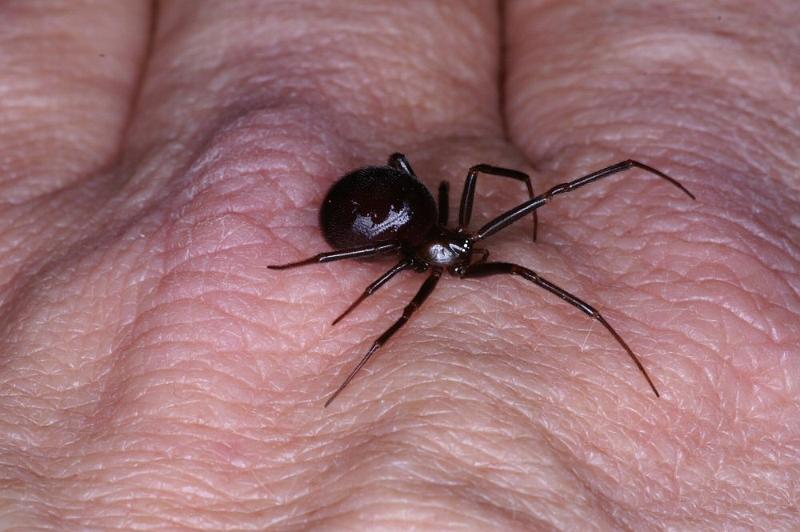 Steatoda_grossa_D4219_Z_86_Badhoevedorp_Nederland.jpg