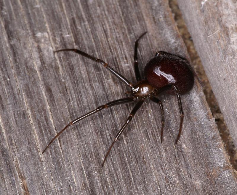 Steatoda_grossa_D4220_Z_86_Badhoevedorp_Nederland.jpg