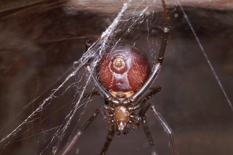 Steatoda_grossa_D4224_Z_88_Badhoevedorp_Nederland.jpg