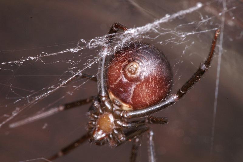 Steatoda_grossa_D4225_Z_91_Badhoevedorp_Nederland.jpg