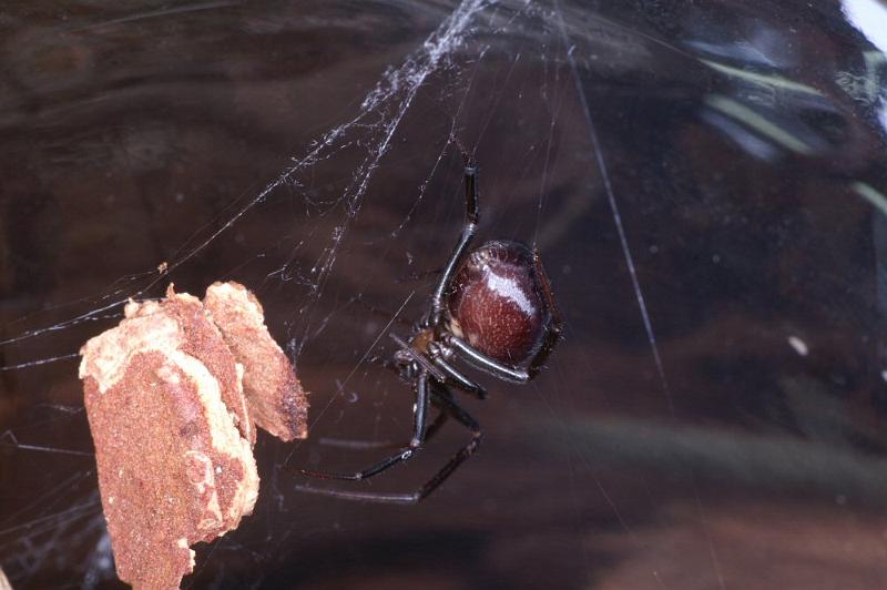 Steatoda_grossa_D4226_Z_89_Badhoevedorp_Nederland.jpg