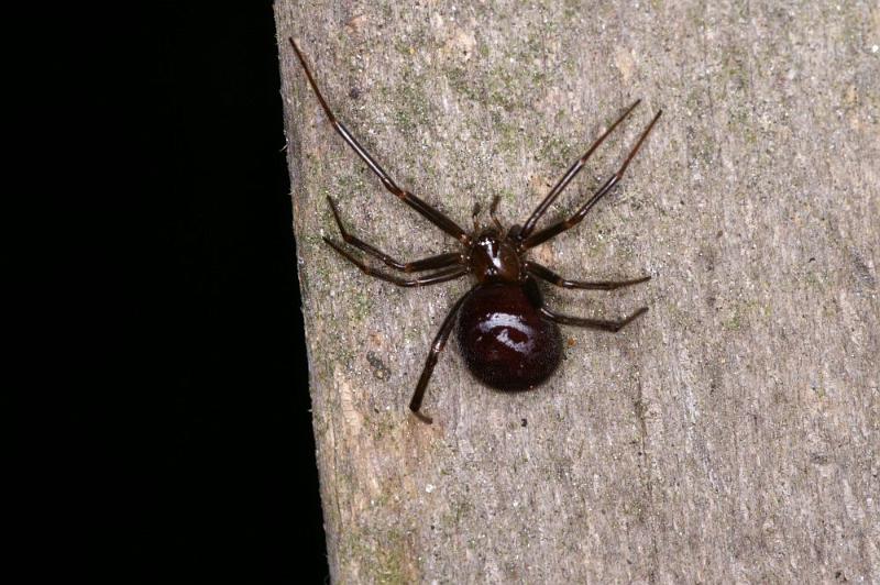 Steatoda_grossa_D4340_Z_89_-_Nederland.jpg