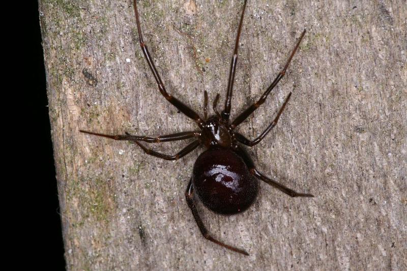 Steatoda_grossa_D4341_Z_89_-_Nederland.jpg