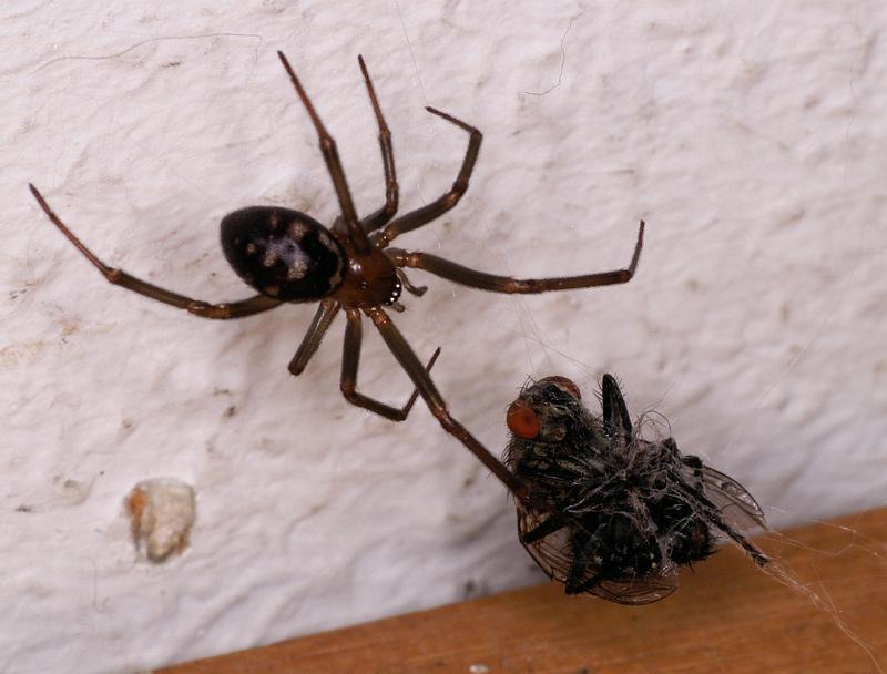 Steatoda_grossa_D4487_Z_88_Badhoevedorp_Nederland.jpg