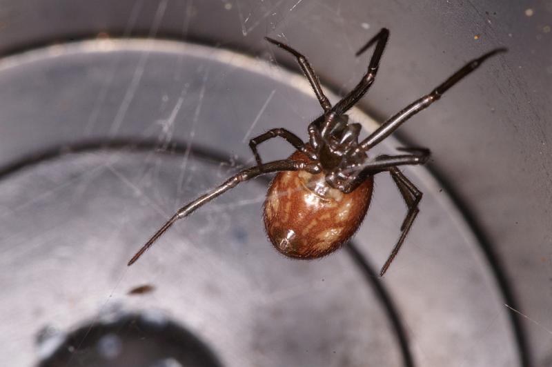 Steatoda_grossa_D4523_Z_88_Badhoevedorp_Nederland.jpg