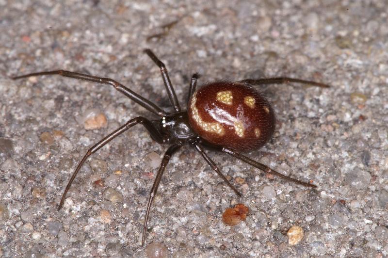 Steatoda_grossa_D4524_Z_90_Badhoevedorp_Nederland.jpg