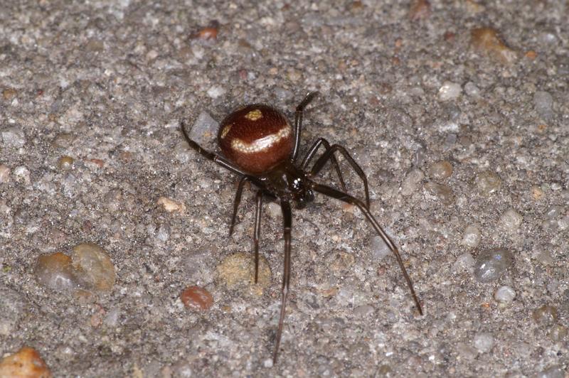 Steatoda_grossa_D4525_Z_90_Badhoevedorp_Nederland.jpg