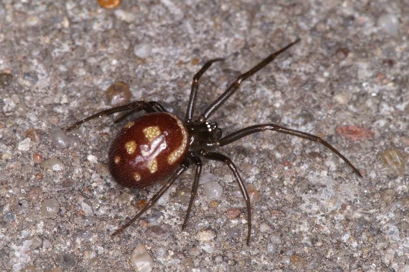 Steatoda_grossa_D4526_Z_91_Badhoevedorp_Nederland.jpg