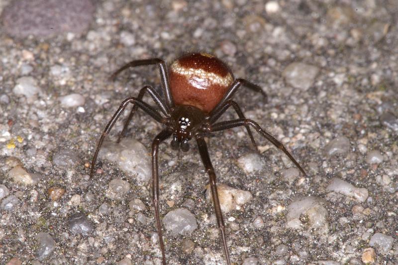 Steatoda_grossa_D4527_Z_90_Badhoevedorp_Nederland.jpg