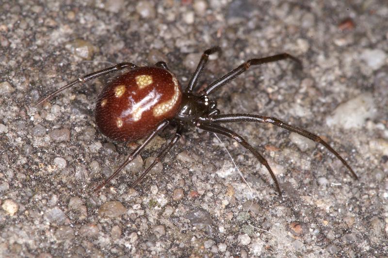 Steatoda_grossa_D4528_Z_90_Badhoevedorp_Nederland.jpg