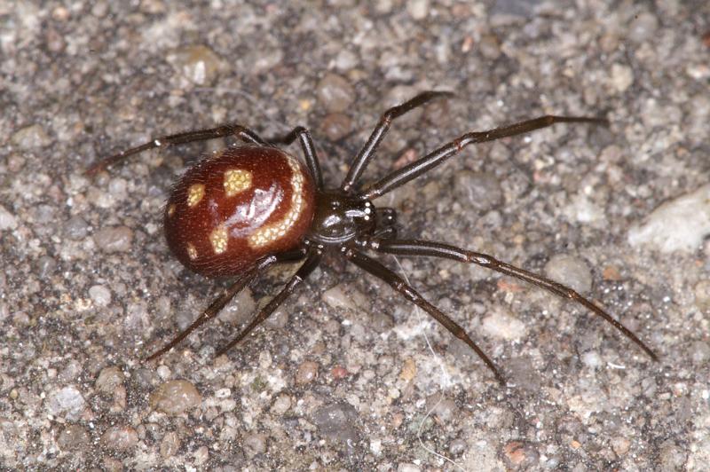 Steatoda_grossa_D4529_Z_90_Badhoevedorp_Nederland.jpg