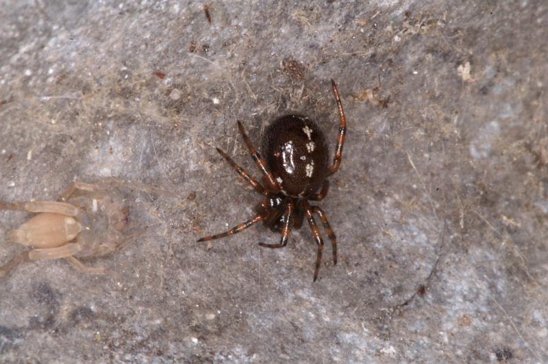 Steatoda_grossa_D4542_Z_88_Badhoevedorp_Nederland.jpg