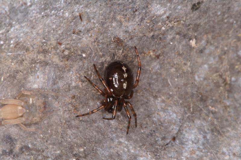 Steatoda_grossa_D4543_Z_88_Badhoevedorp_Nederland.jpg