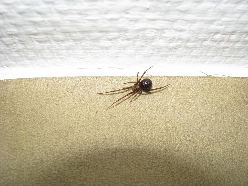 Steatoda_grossa_D5572_Z_85_-_Nederland.jpg