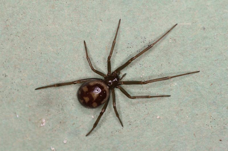 Steatoda_grossa_D5632_Z_85_Badhoevedorp_Nederland.jpg