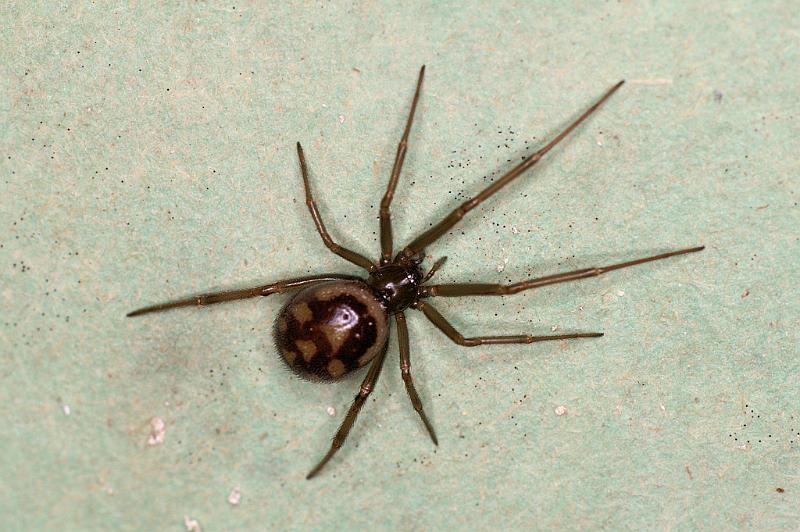 Steatoda_grossa_D5633_Z_88_Badhoevedorp_Nederland.jpg