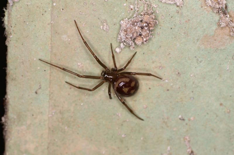 Steatoda_grossa_D5636_Z_88_Badhoevedorp_Nederland.jpg