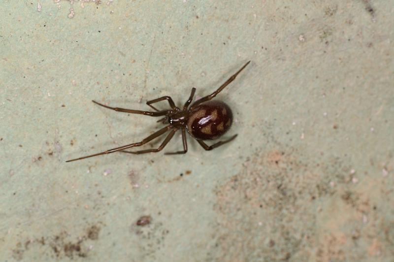 Steatoda_grossa_D5637_Z_85_Badhoevedorp_Nederland.jpg