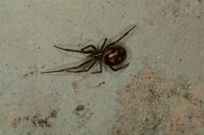 Steatoda_grossa_D5638_Z_85_Badhoevedorp_Nederland.jpg