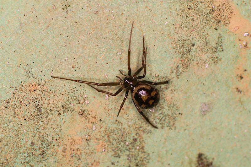 Steatoda_grossa_D5639_Z_85_Badhoevedorp_Nederland.jpg