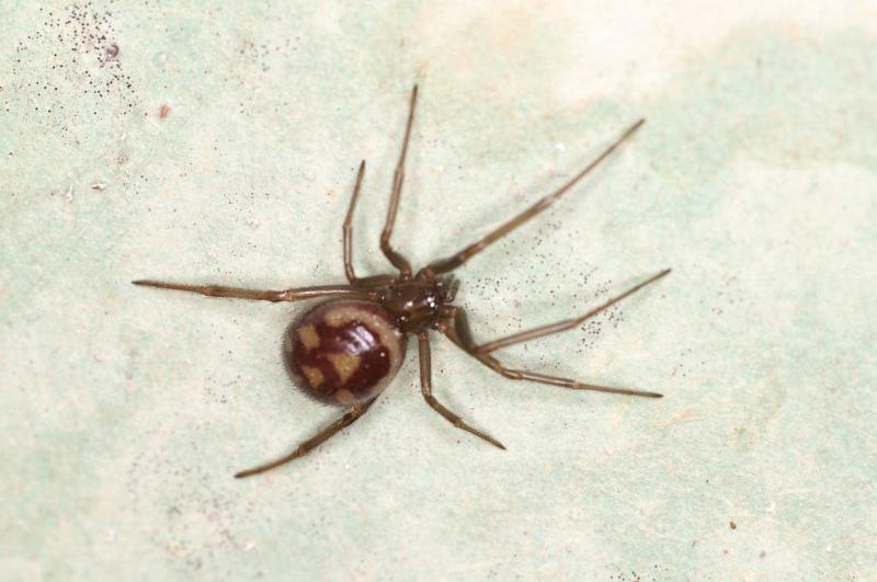 Steatoda_grossa_D5668_Z_87_Badhoevedorp_Nederland.jpg