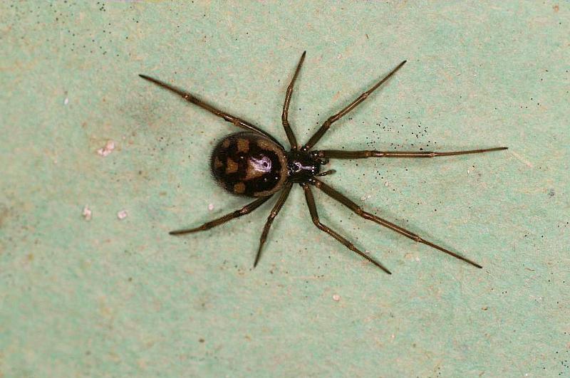 Steatoda_grossa_D5669_Z_85_Badhoevedorp_Nederland.jpg