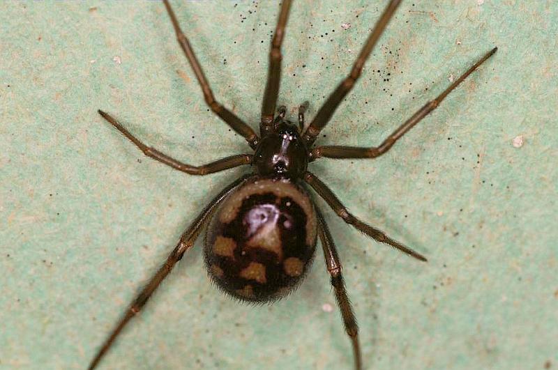 Steatoda_grossa_D5670_Z_84_Badhoevedorp_Nederland.jpg