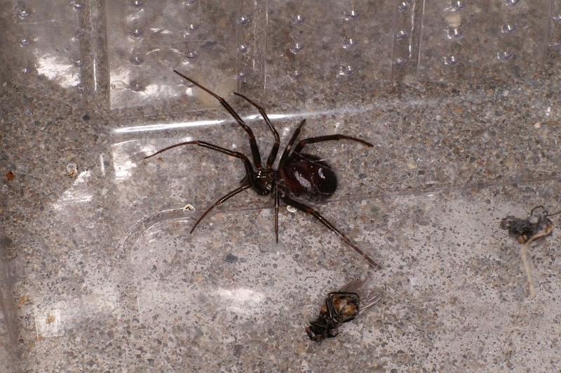 Steatoda_grossa_D5861_Z_85_Badhoevedorp_Nederland.jpg