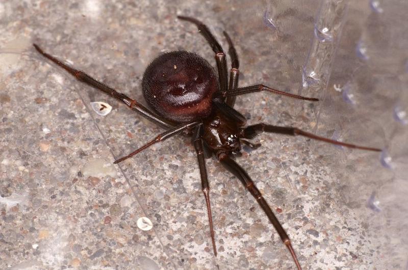 Steatoda_grossa_D5862_Z_89_Badhoevedorp_Nederland.jpg