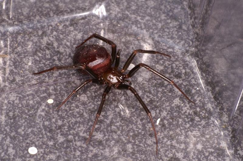 Steatoda_grossa_D5863_Z_90_Badhoevedorp_Nederland.jpg