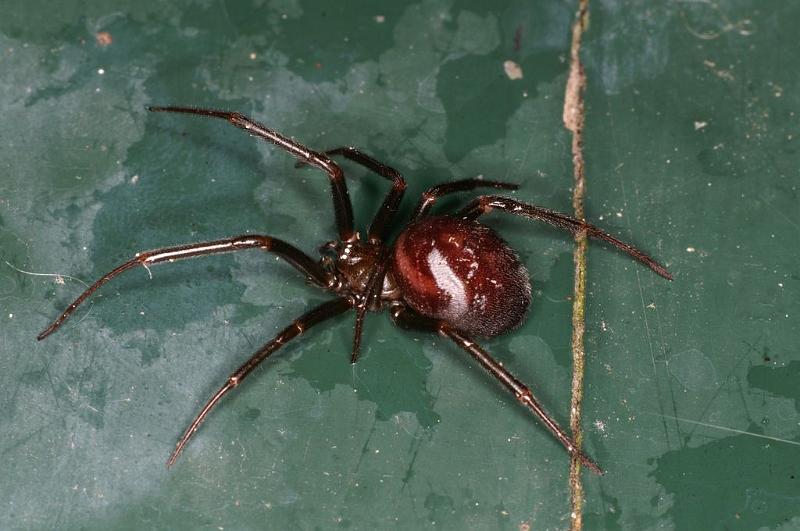 Steatoda_grossa_D5866_Z_89_Badhoevedorp_Nederland.jpg