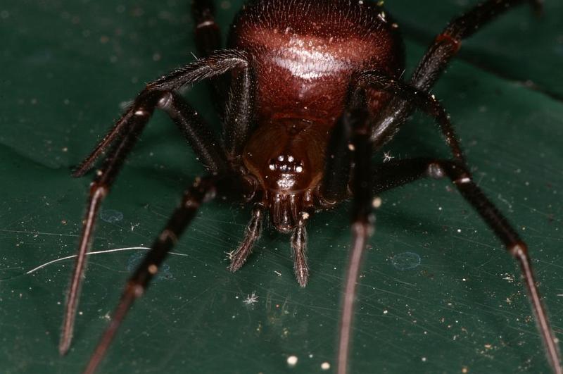 Steatoda_grossa_D5868_Z_88_Badhoevedorp_Nederland.jpg