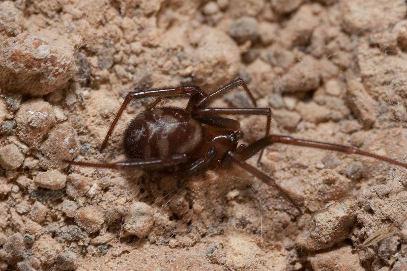 Steatoda_grossa_D5918_Z_87_Tenerife_Spanje.jpg