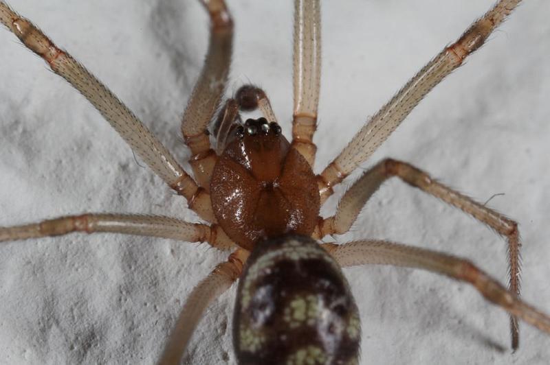 Steatoda_grossa_D7024_Z_88_Badhoevedorp_Nederland.jpg