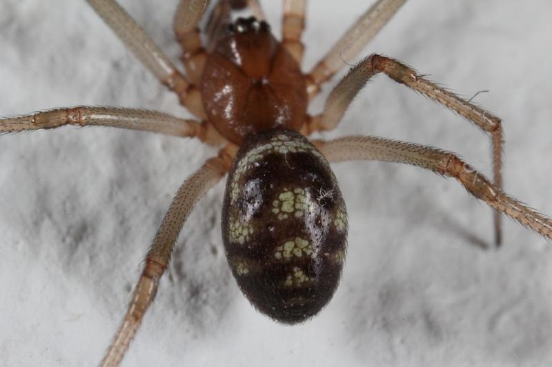 Steatoda_grossa_D7025_Z_87_Badhoevedorp_Nederland.jpg