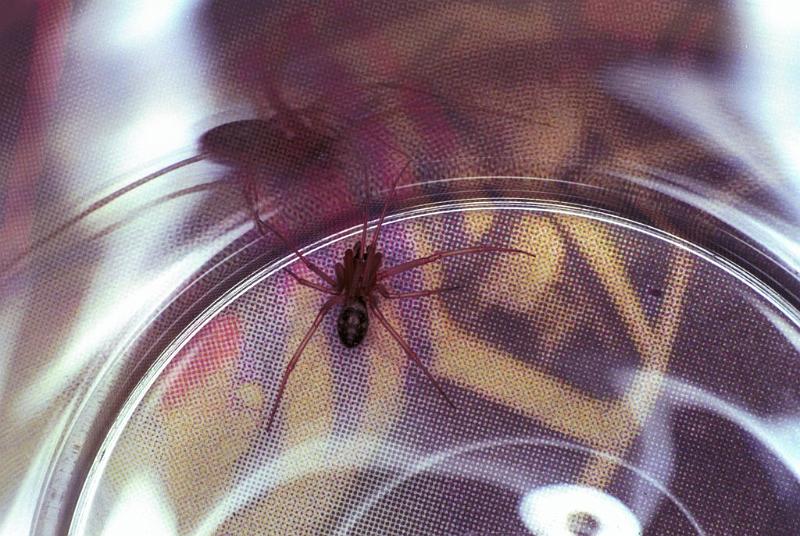 Steatoda_grossa_F1970_Z_75_Amsterdam_Nederland.jpg