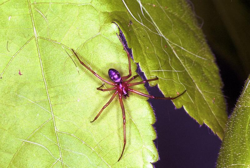 Steatoda_grossa_F1973_Z_79_Amsterdam_Nederland.jpg