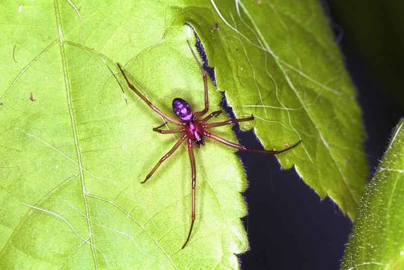 Steatoda_grossa_F1974_Z_79_Amsterdam_Nederland.jpg