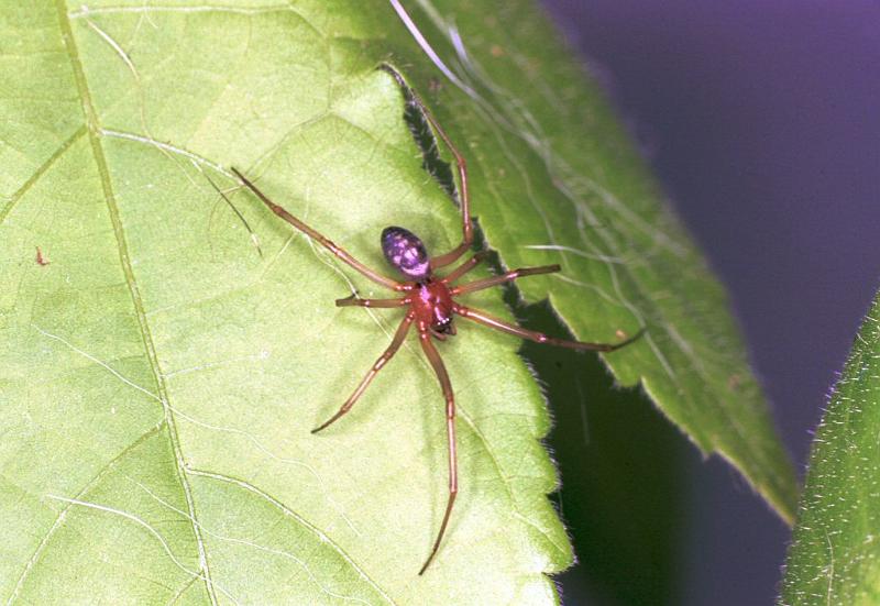 Steatoda_grossa_F2036_Z_85_Amsterdam-Slotervaart_Nederland.jpg