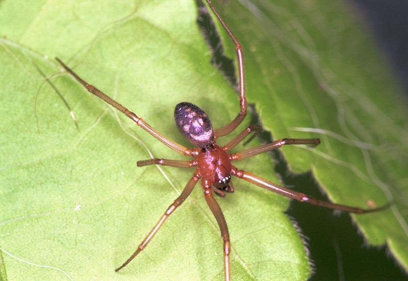 Steatoda_grossa_F2037_Z_85_Amsterdam-Slotervaart_Nederland.jpg