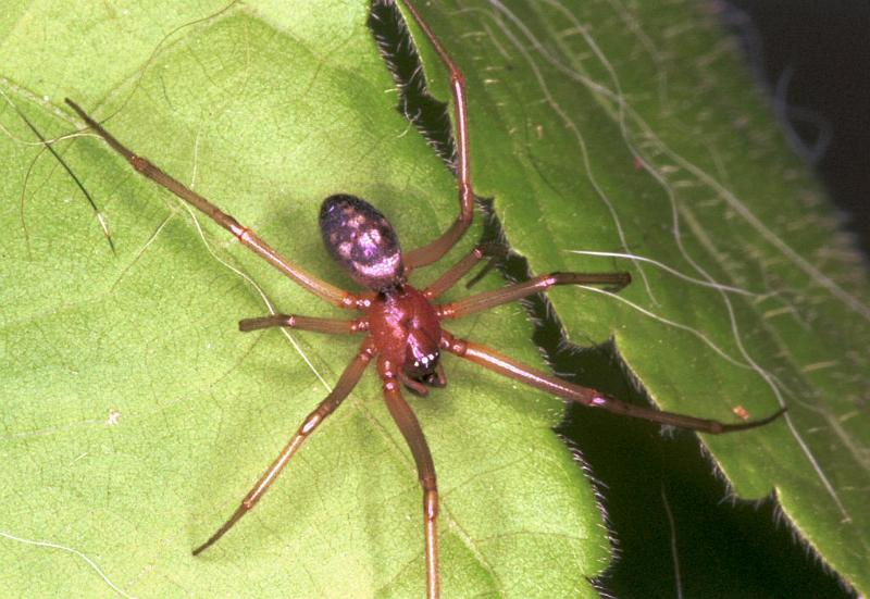 Steatoda_grossa_F2038_Z_86_Amsterdam-Slotervaart_Nederland.jpg