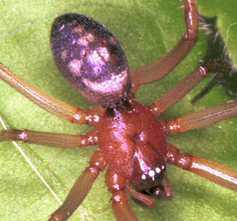 Steatoda_grossa_F2039_Z_84_Amsterdam-Slotervaart_Nederland.jpg