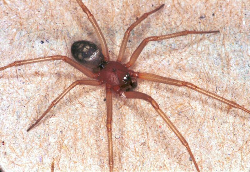 Steatoda_grossa_F2040_Z_78_Amsterdam-Slotervaart_Nederland.jpg