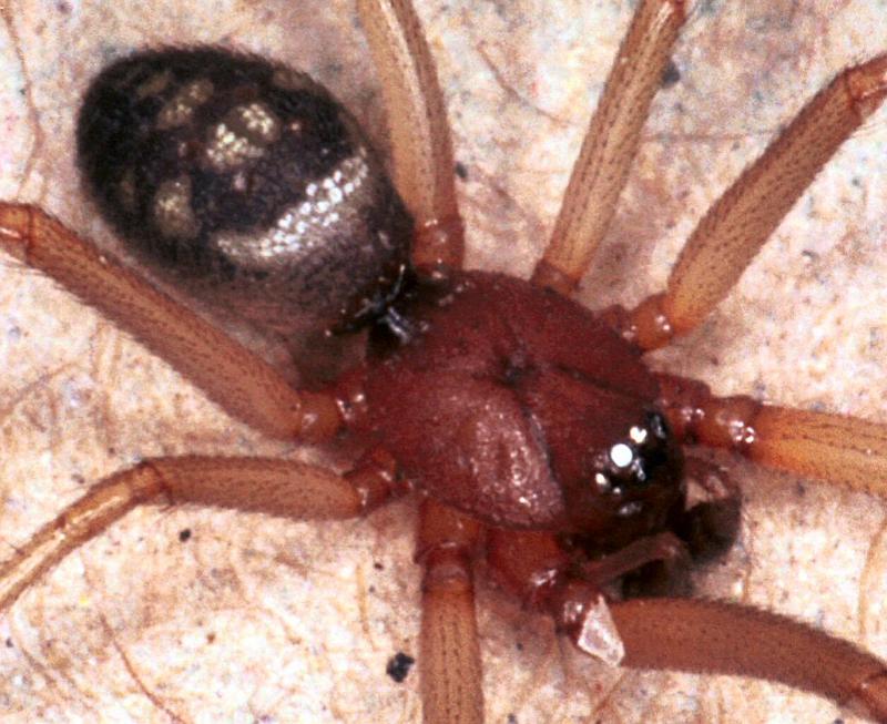 Steatoda_grossa_F2041_Z_78_Amsterdam-Slotervaart_Nederland.jpg