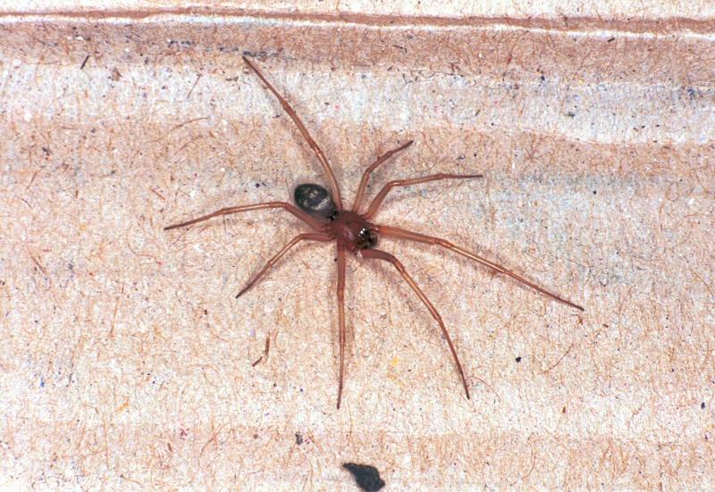 Steatoda_grossa_F2042_Z_85_Amsterdam-Slotervaart_Nederland.jpg