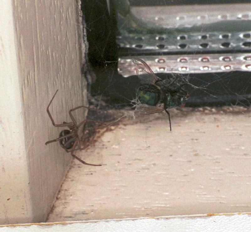 Steatoda_grossa_F2438_Z_75_Badhoevedorp_Nederland.jpg