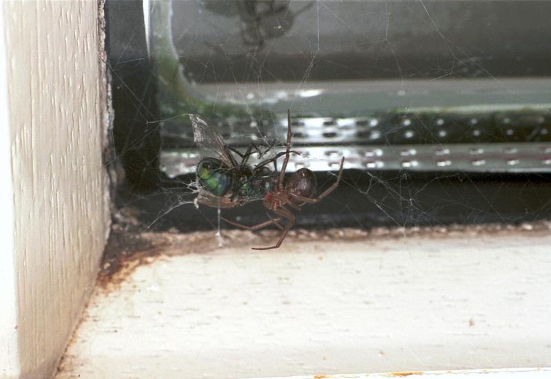 Steatoda_grossa_F2439_Z_78_Badhoevedorp_Nederland.jpg