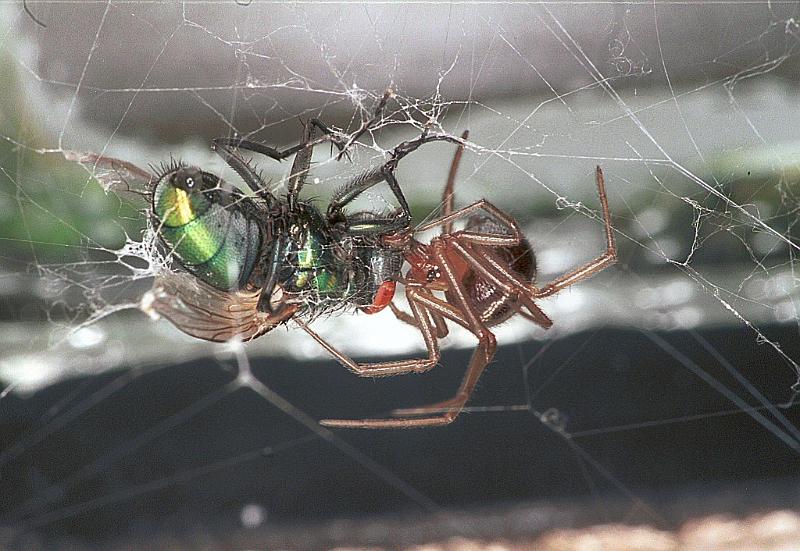 Steatoda_grossa_F2441_Z_93_Badhoevedorp_Nederland.jpg